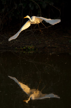 egret